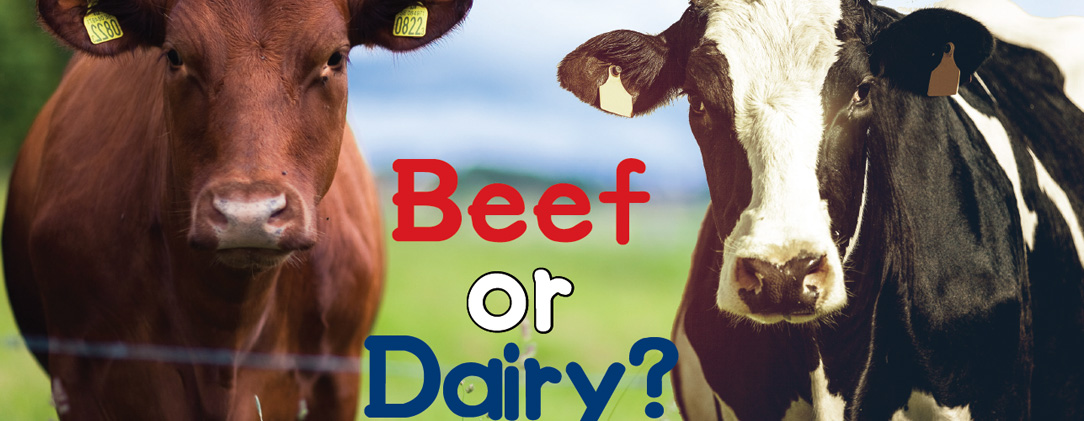 Beef or Dairy