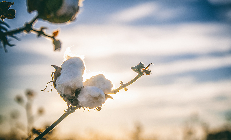 Ag Facts: Cotton